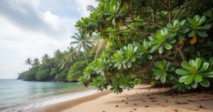 Le calophylle inophyle de Tahiti : secrets ancestraux et propriétés cosmétiques modernes
